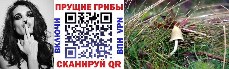 Купить  Арск  Псилоцибиновые грибы прущие грибы 
